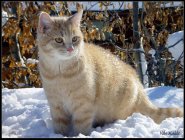 Click for large version